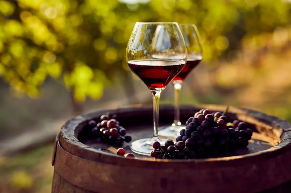 Vin bio près de Rennes