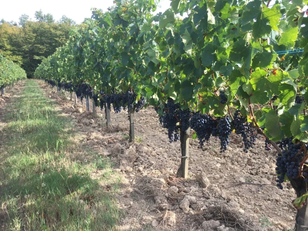 Viticulteur près de Rennes