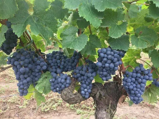 Vignoble près de Rennes