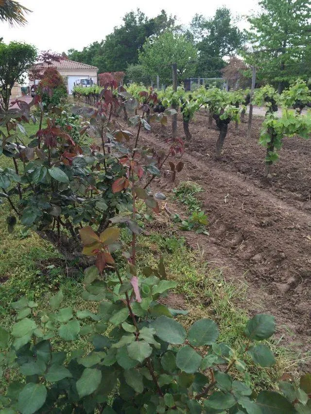 Vigne près de Rennes